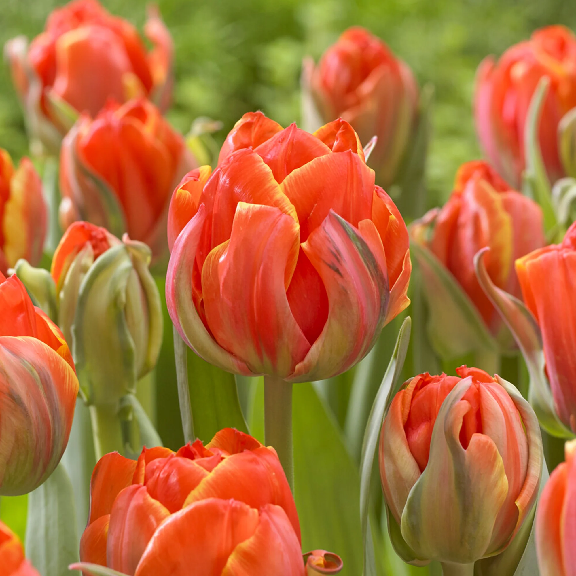 7 Doppelte Spätblühende Tulpen Queensday