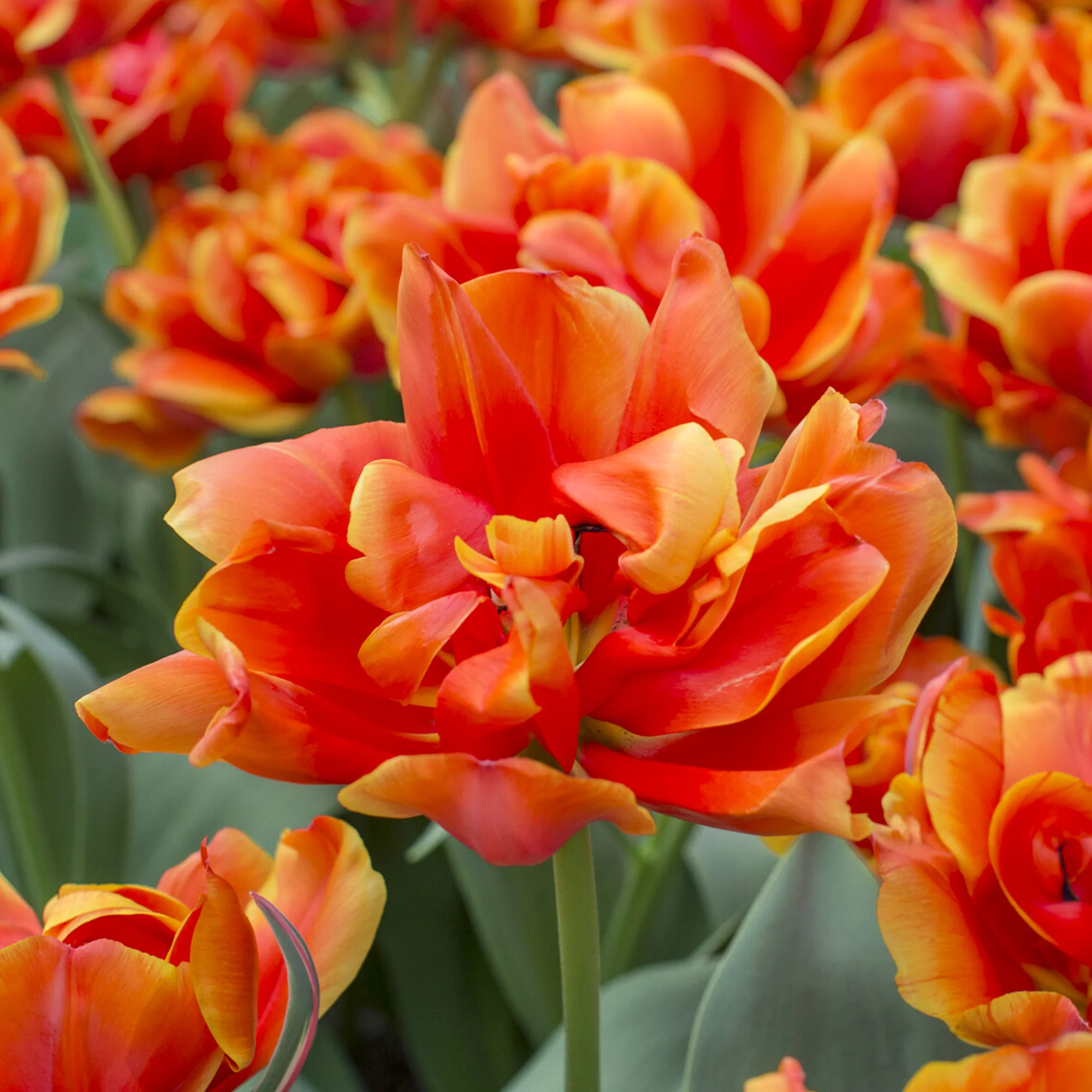 7 Doppelte Spätblühende Tulpen Queensday - Image 3