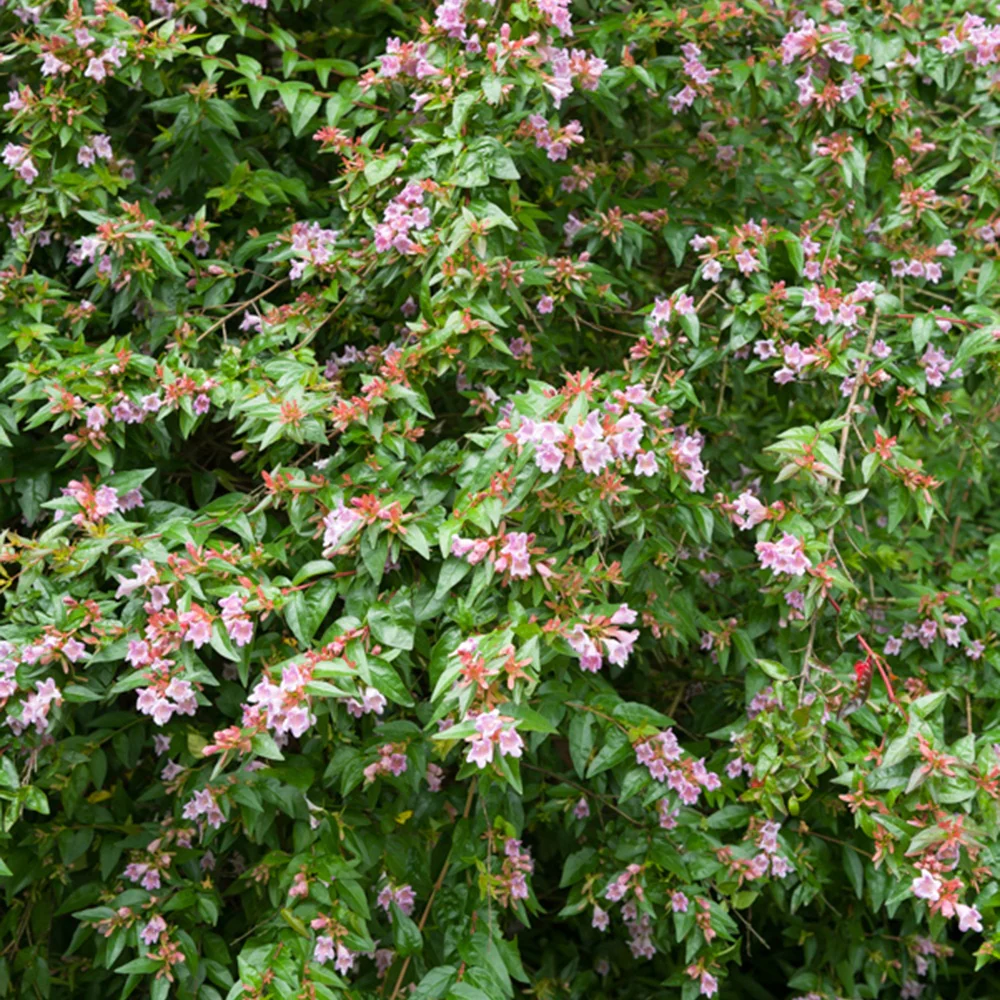 Abelia Edouard Goucher - Image 3
