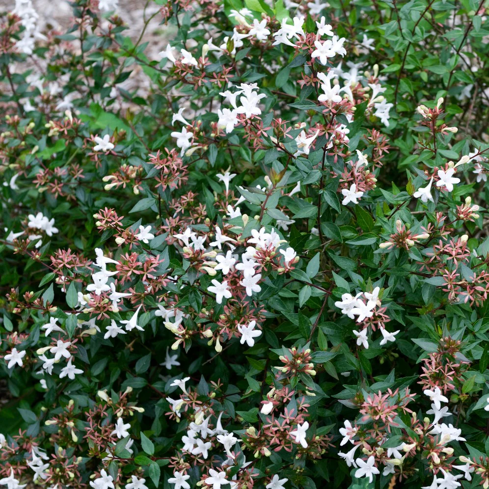 Abelia Sherwood - Image 3