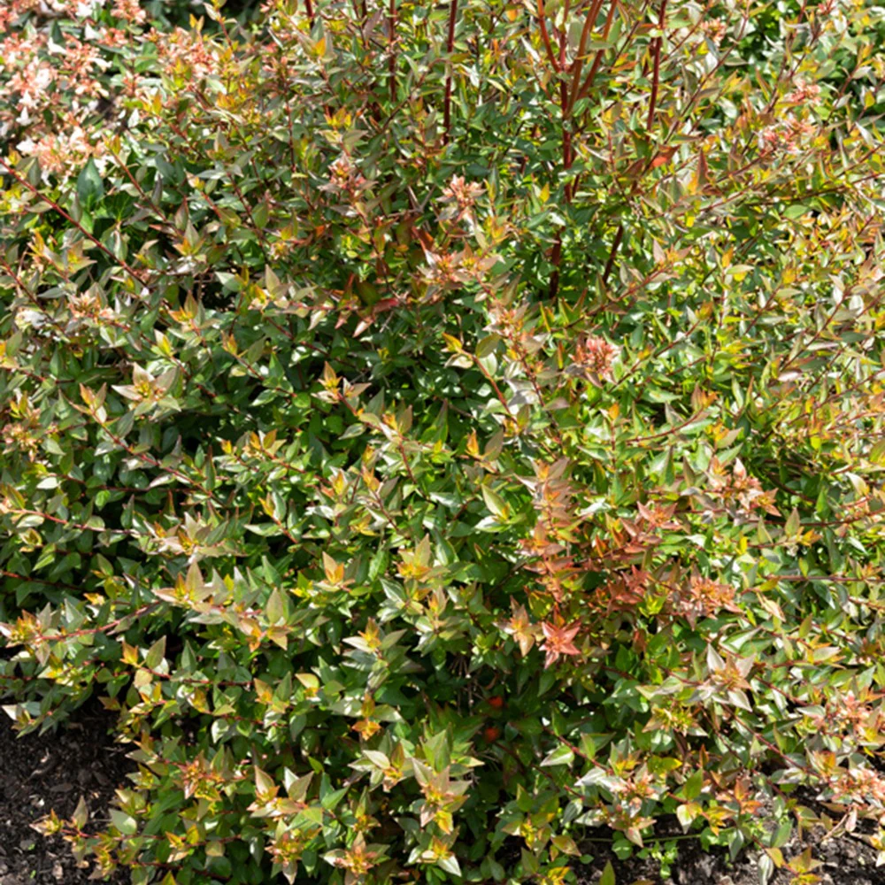 Abelia Sherwood - Image 4