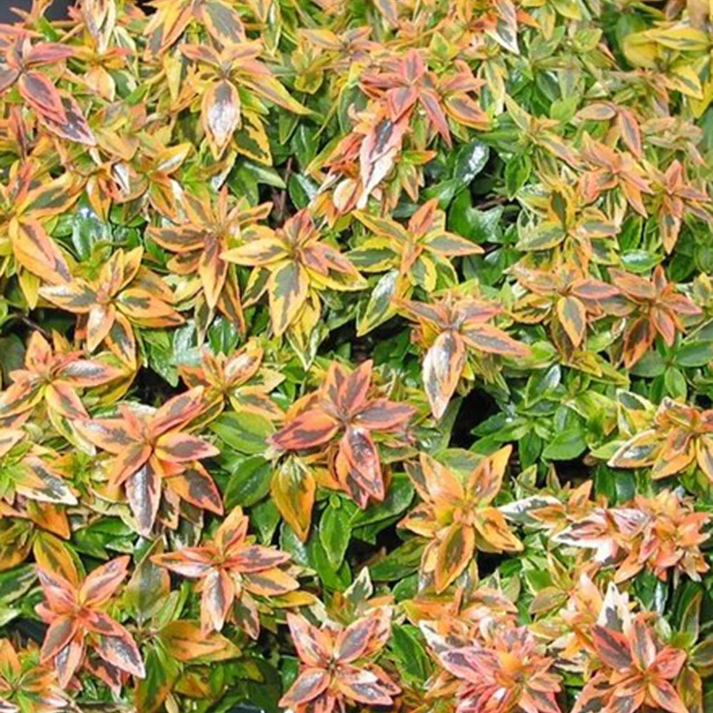 Abelie ‘Kaleidoscope’® - Image 3
