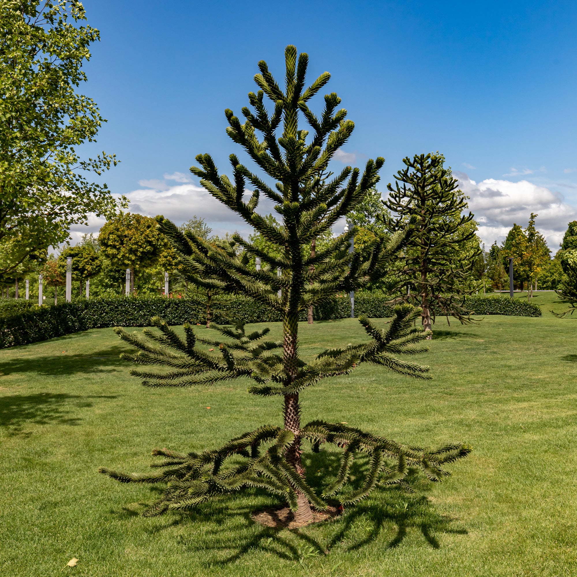 Affenbaum - Image 2