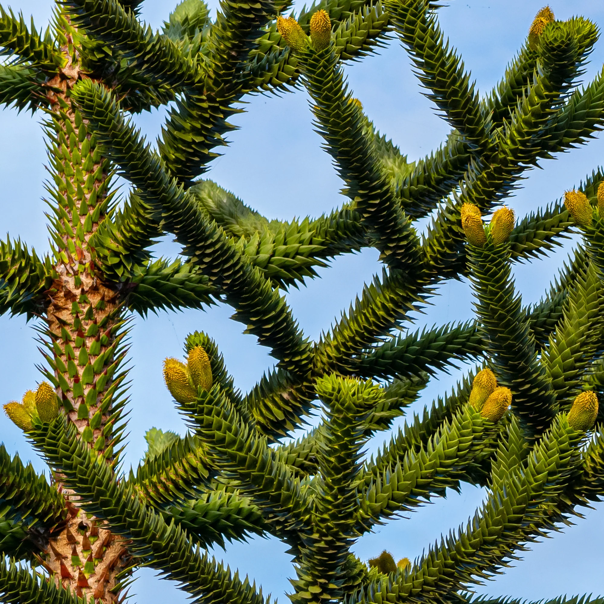 Affenbaum - Image 3