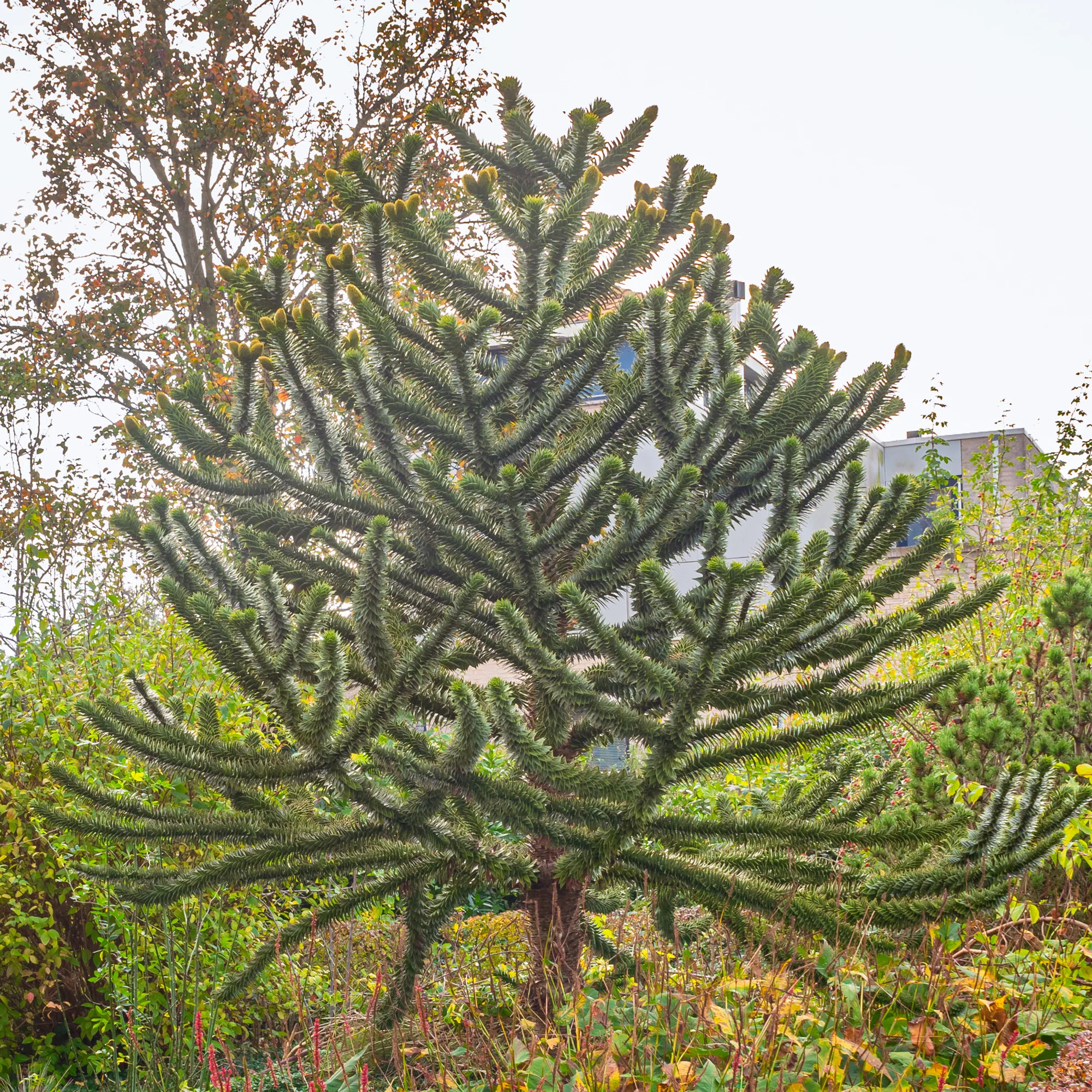 Affenbaum - Image 5