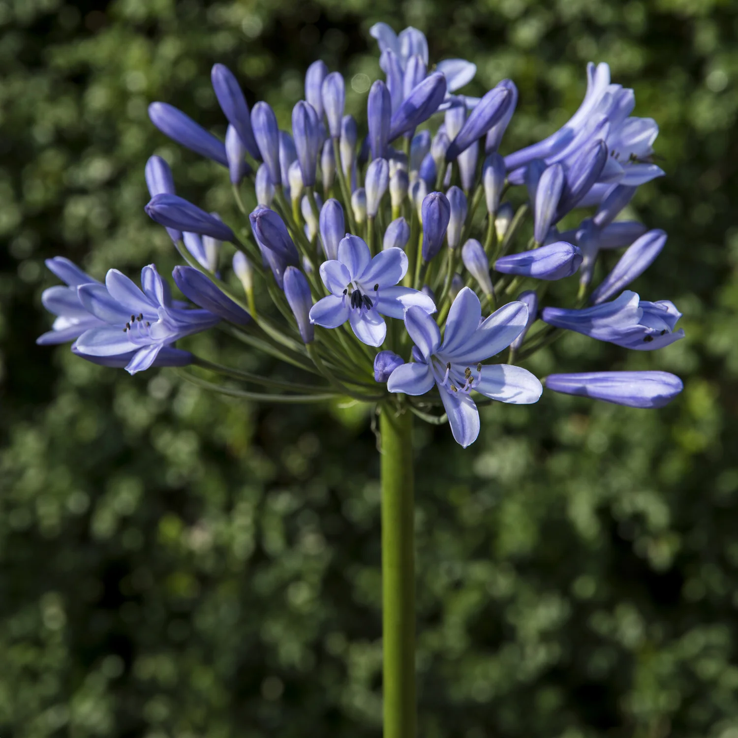 Agapanthus Doctor Brouwer - Image 4