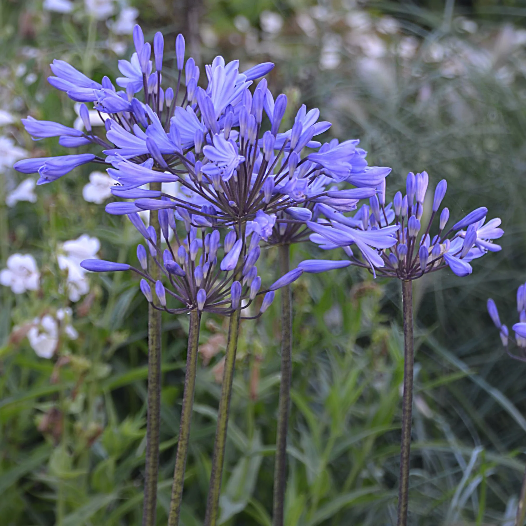 Agapanthus Graphite® Blue TurK8 - Schmucklilie - Image 2
