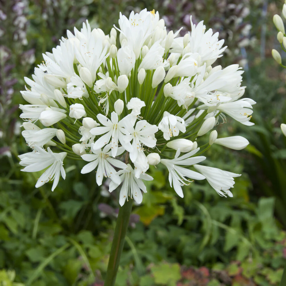 Agapanthus White Heaven - Image 2