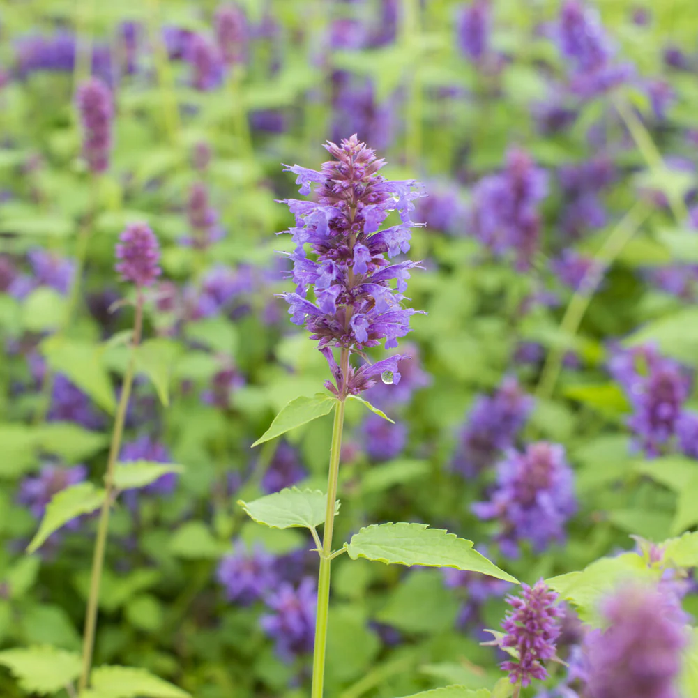 Agastache Blue Boa - Image 3