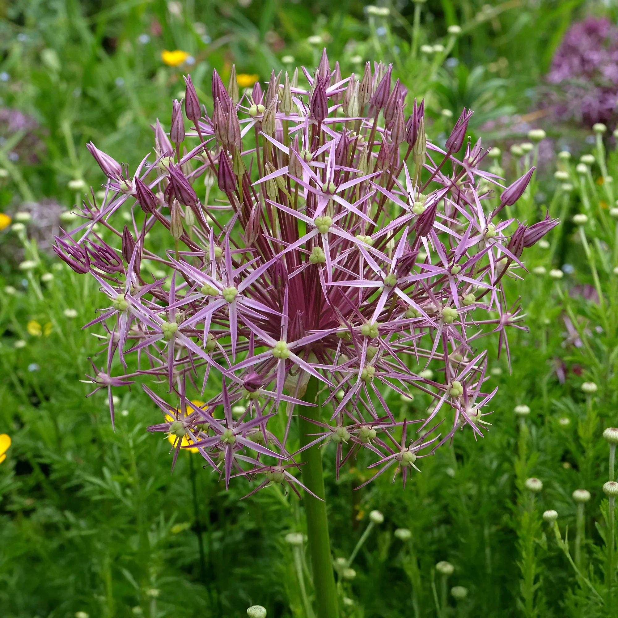 Allium Christophii (x10) - Image 3