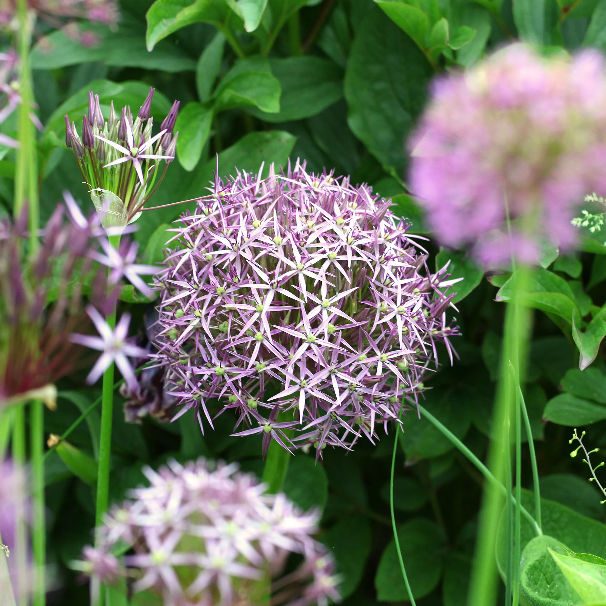 Allium Christophii (x10) - Image 4