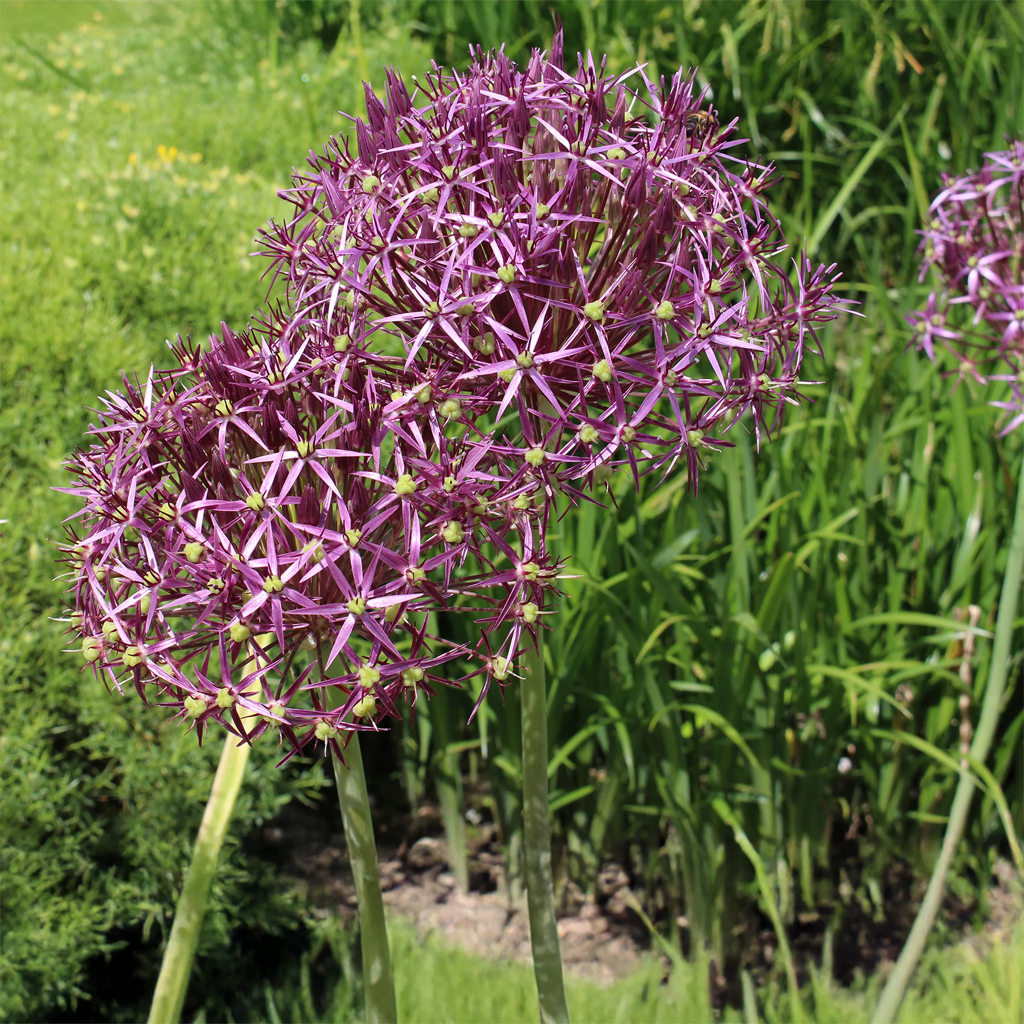 Allium Christophii (x10) - Image 5