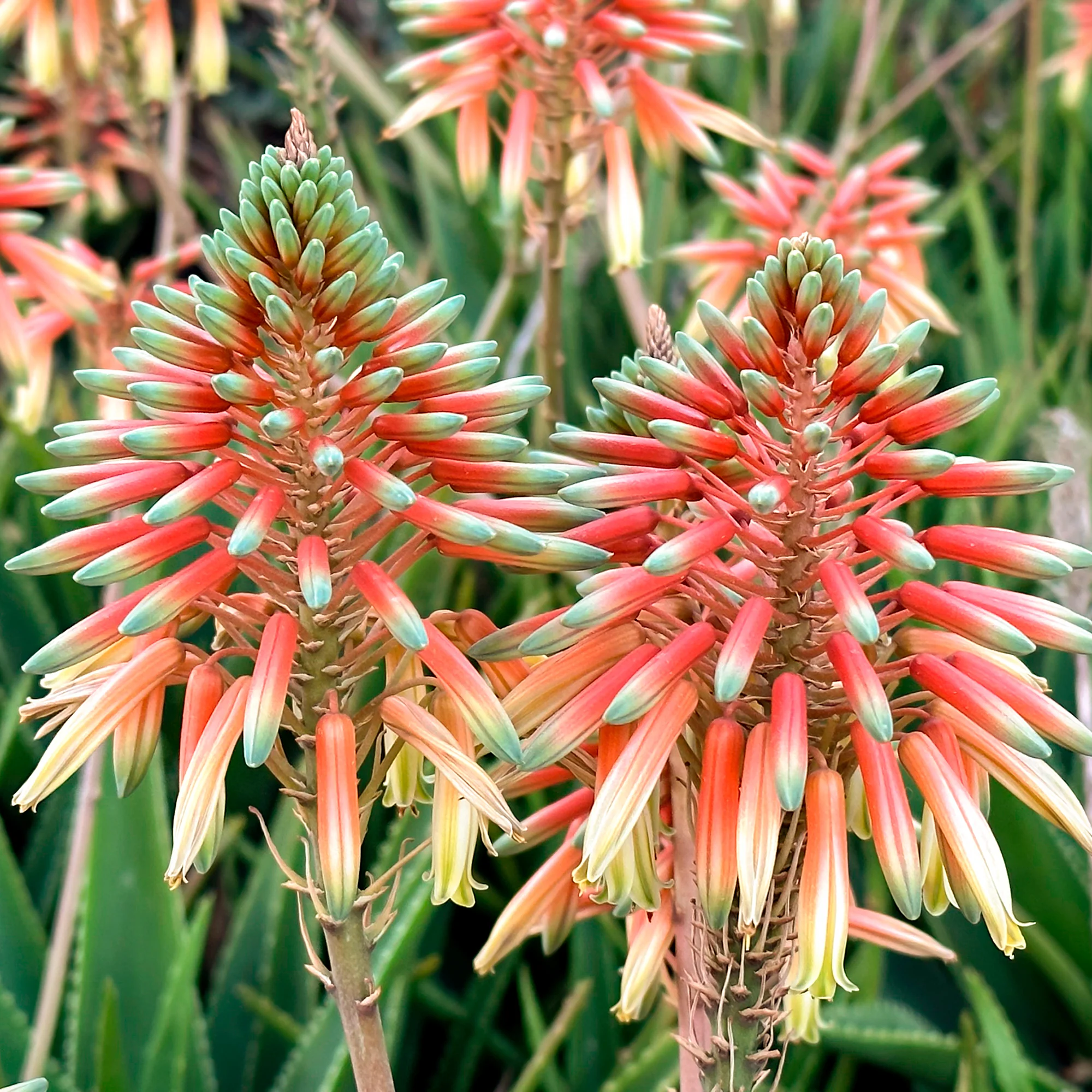 Aloe Safari Sunrise - Image 3