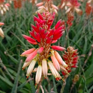 Aloe Safari Sunrise - Image 5