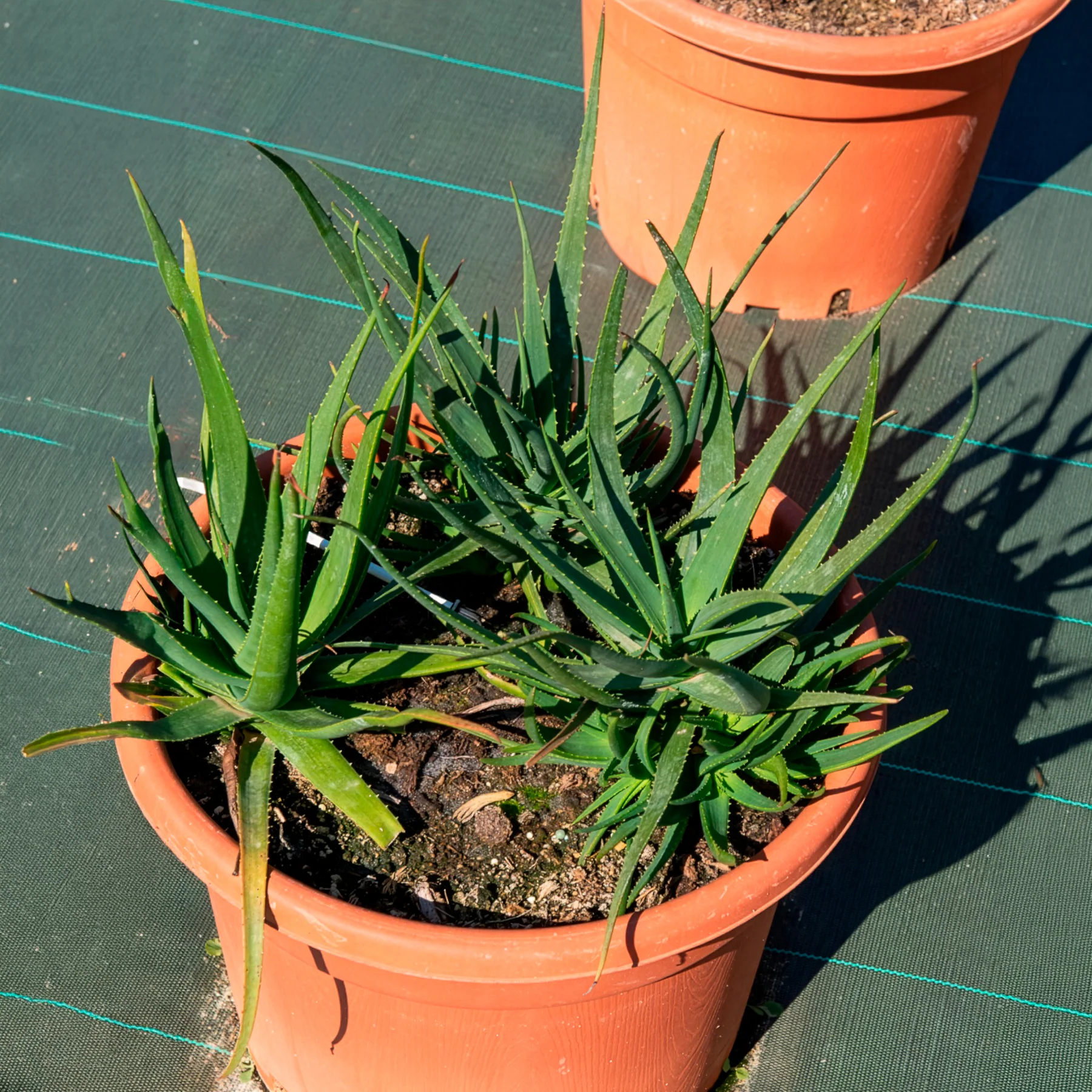 Aloe Safari Sunrise - Image 8