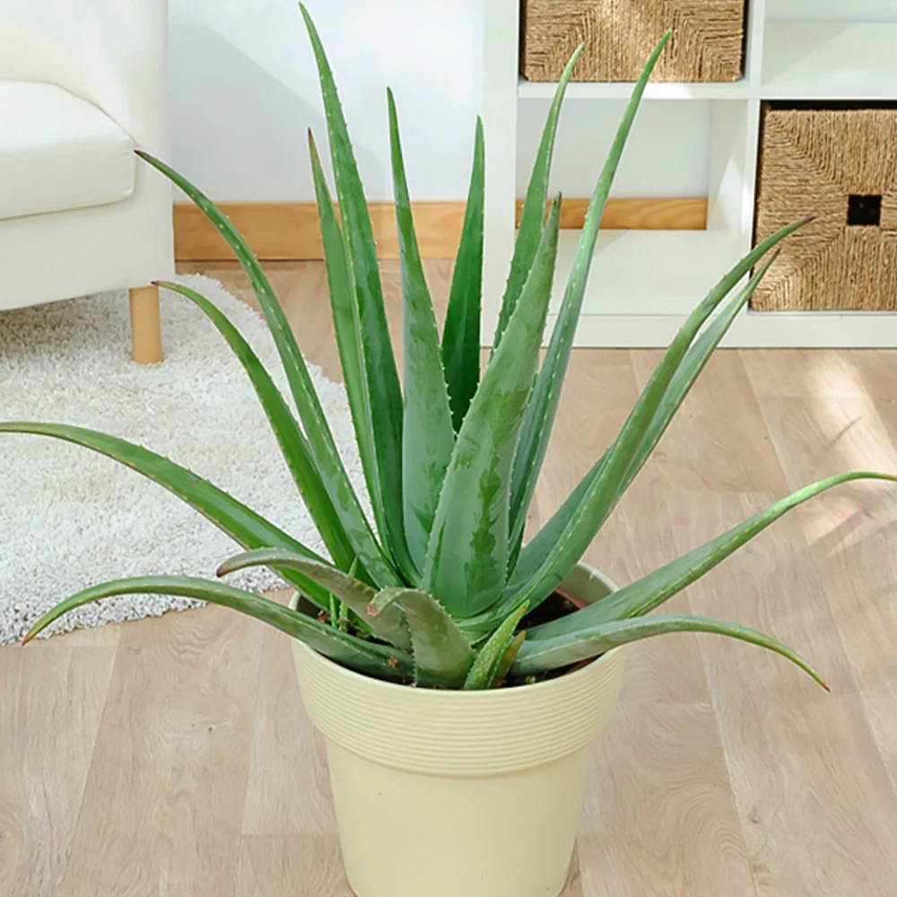 Aloe vera - Image 4