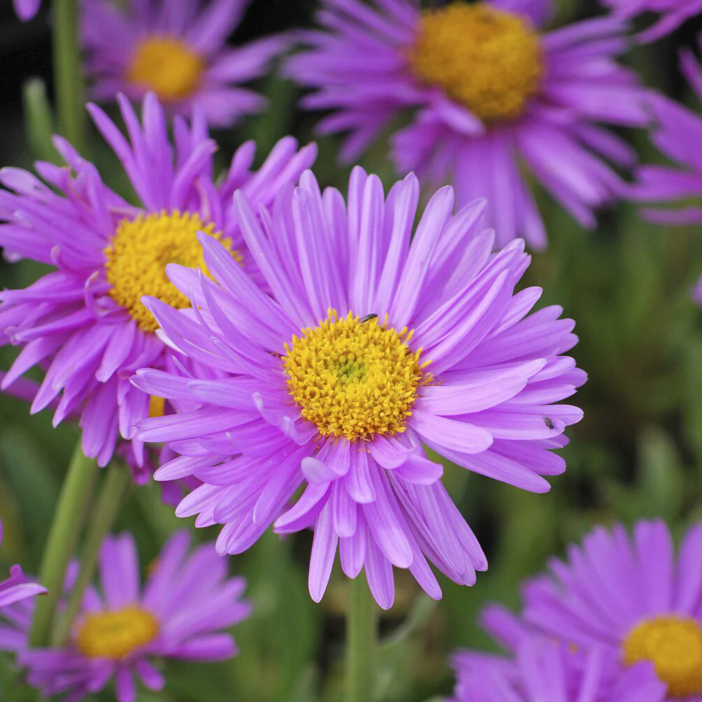Alpen-Aster ‘Happy End’ - Image 3