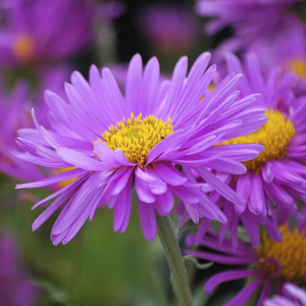 Alpen-Aster ‘Happy End’ - Image 4