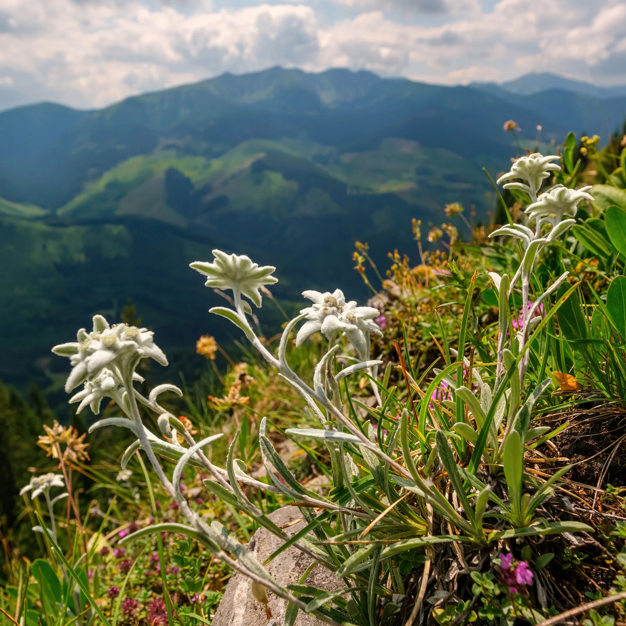 Alpen-Edelweiss - Image 2