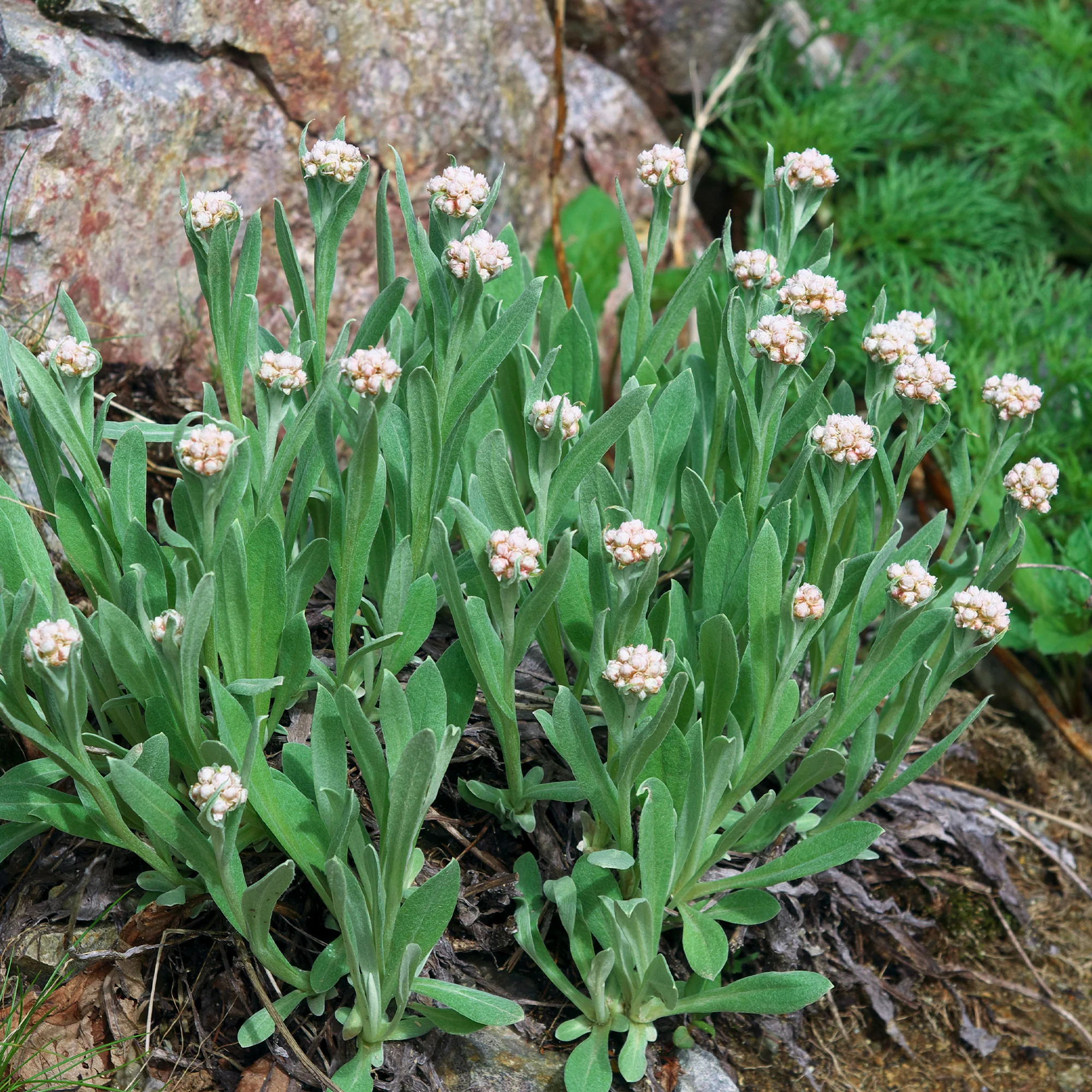 Alpen-Perlkörbchen - Image 2