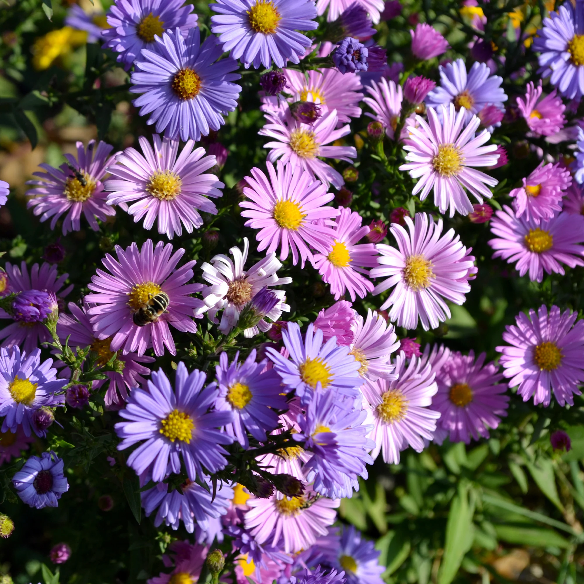 Alpenaster Mischung - Image 3