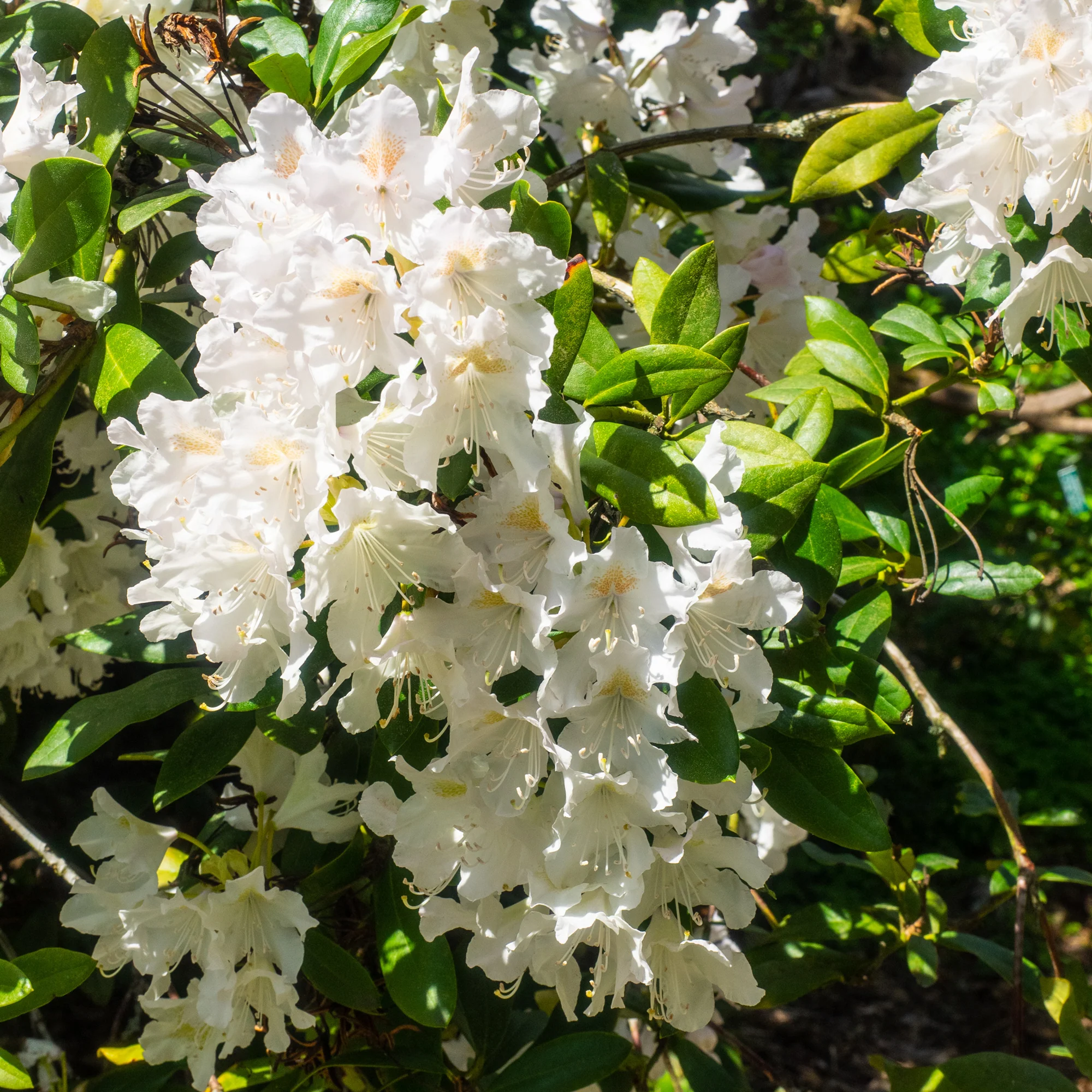 Alpenrose Cunningham's White - Image 3