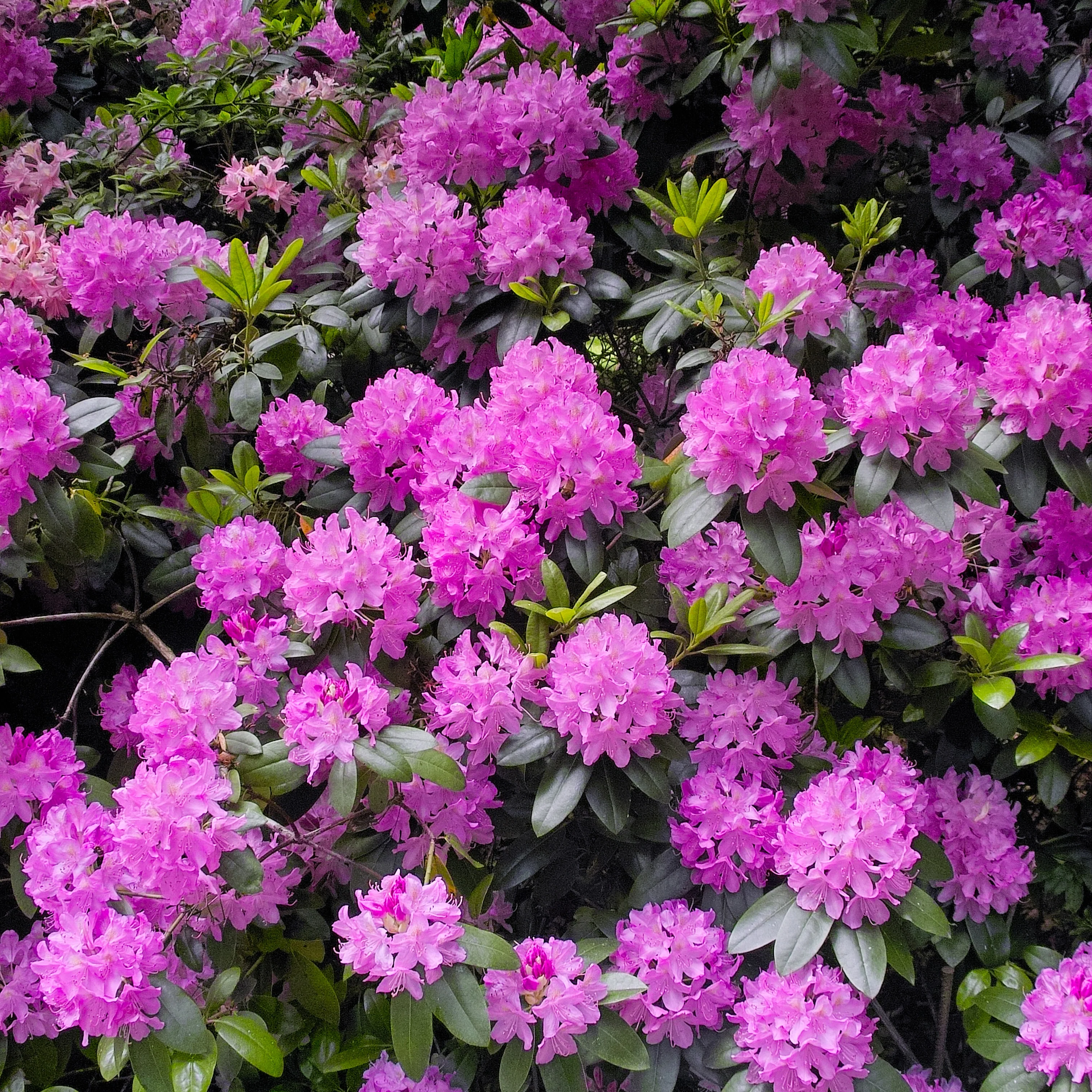 Alpenrose 'Roseum Elegans' - Image 3