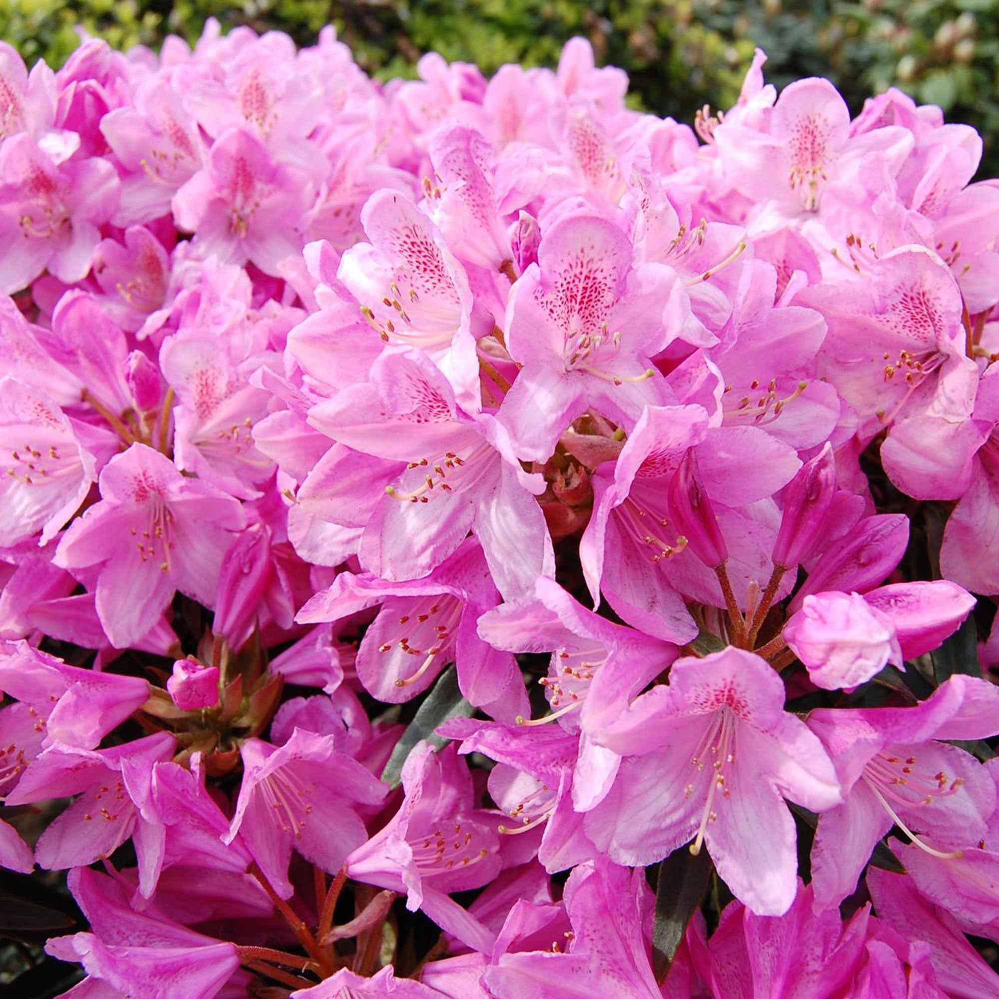 Alpenrose 'Roseum Elegans' - Image 4