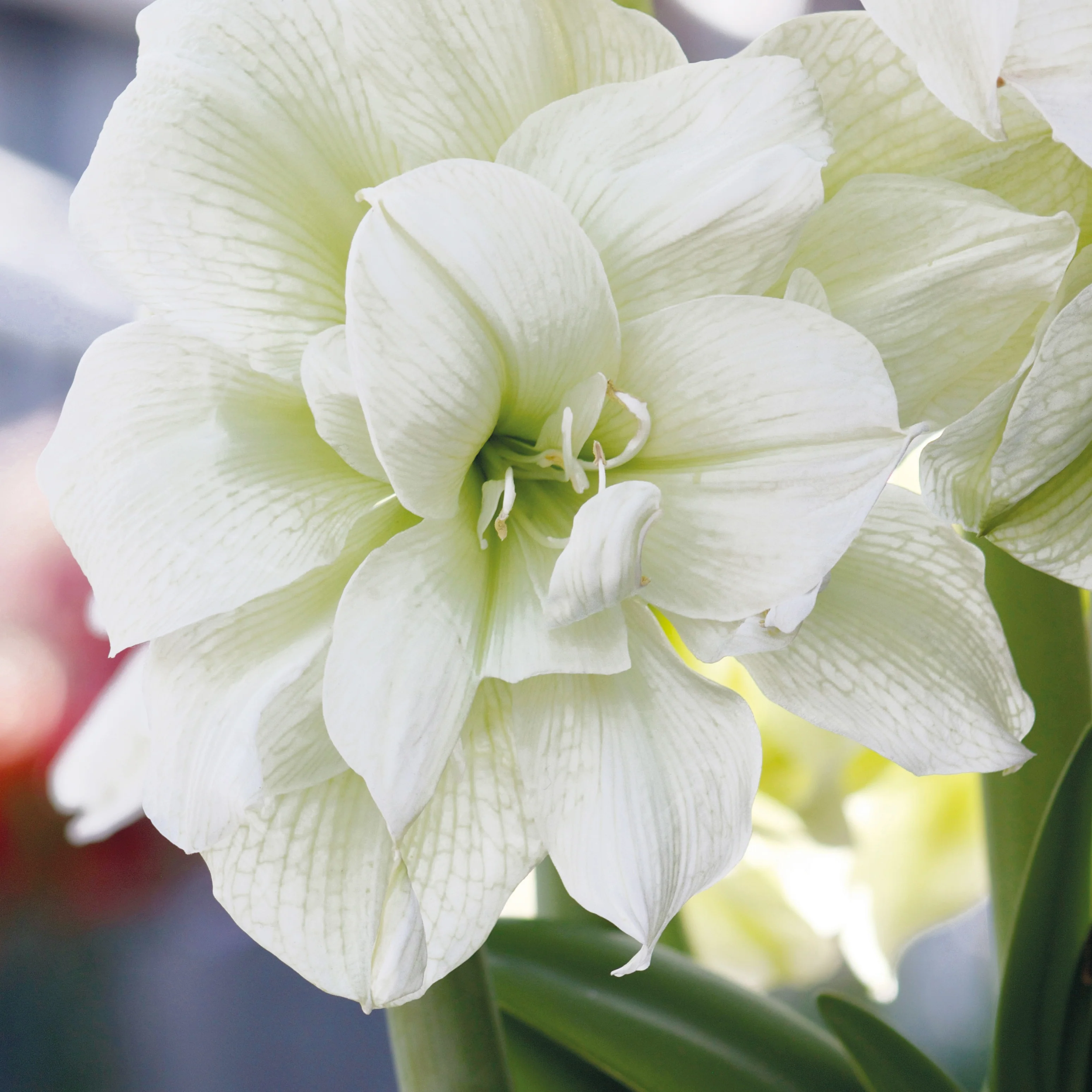 Amaryllis-Kollektion rosa & weiß (x2) - Image 3