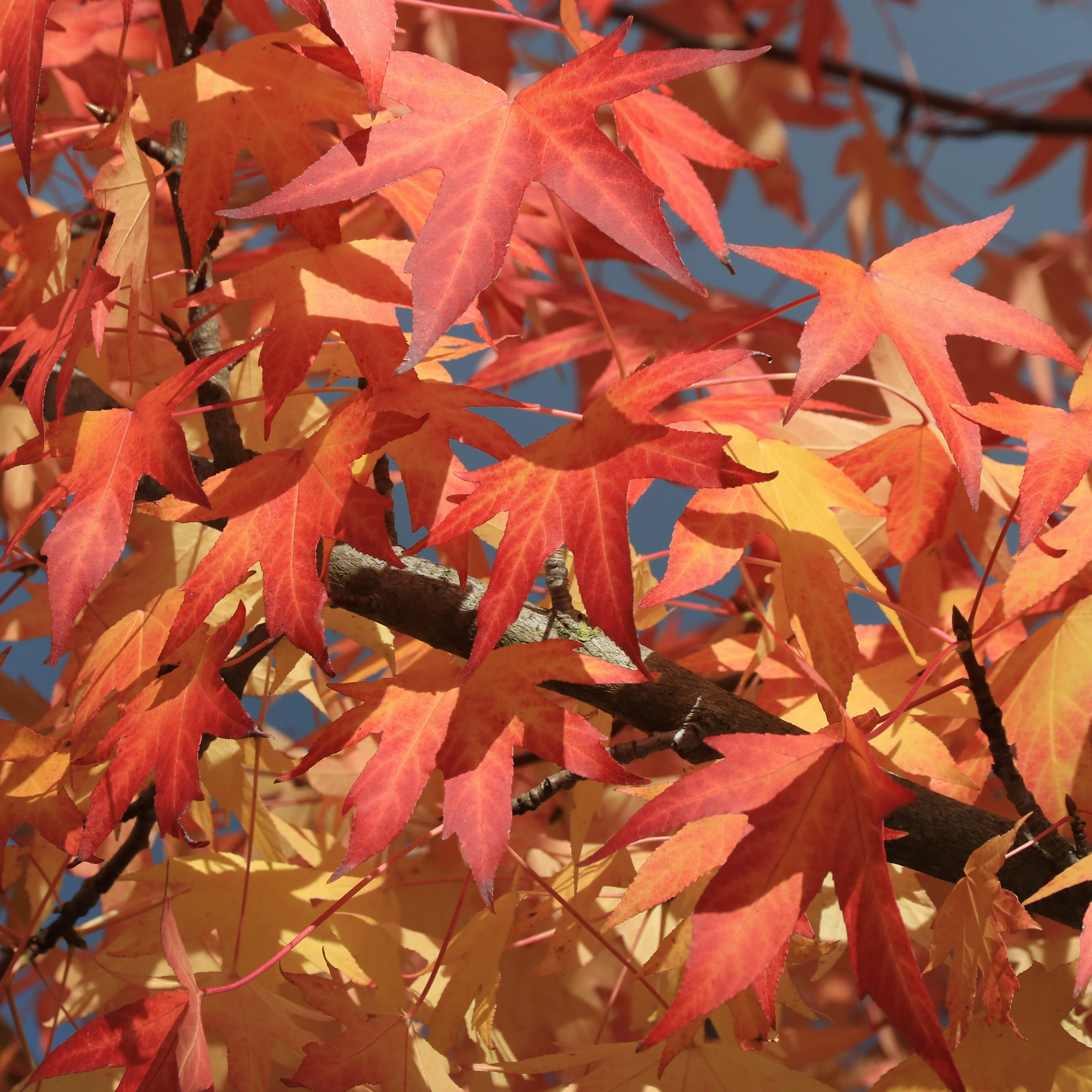 Amberbaum - Image 2