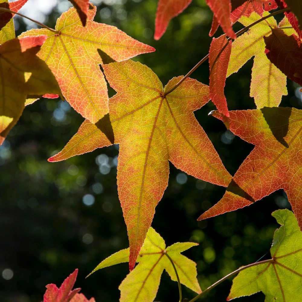 Amberbaum - Image 4