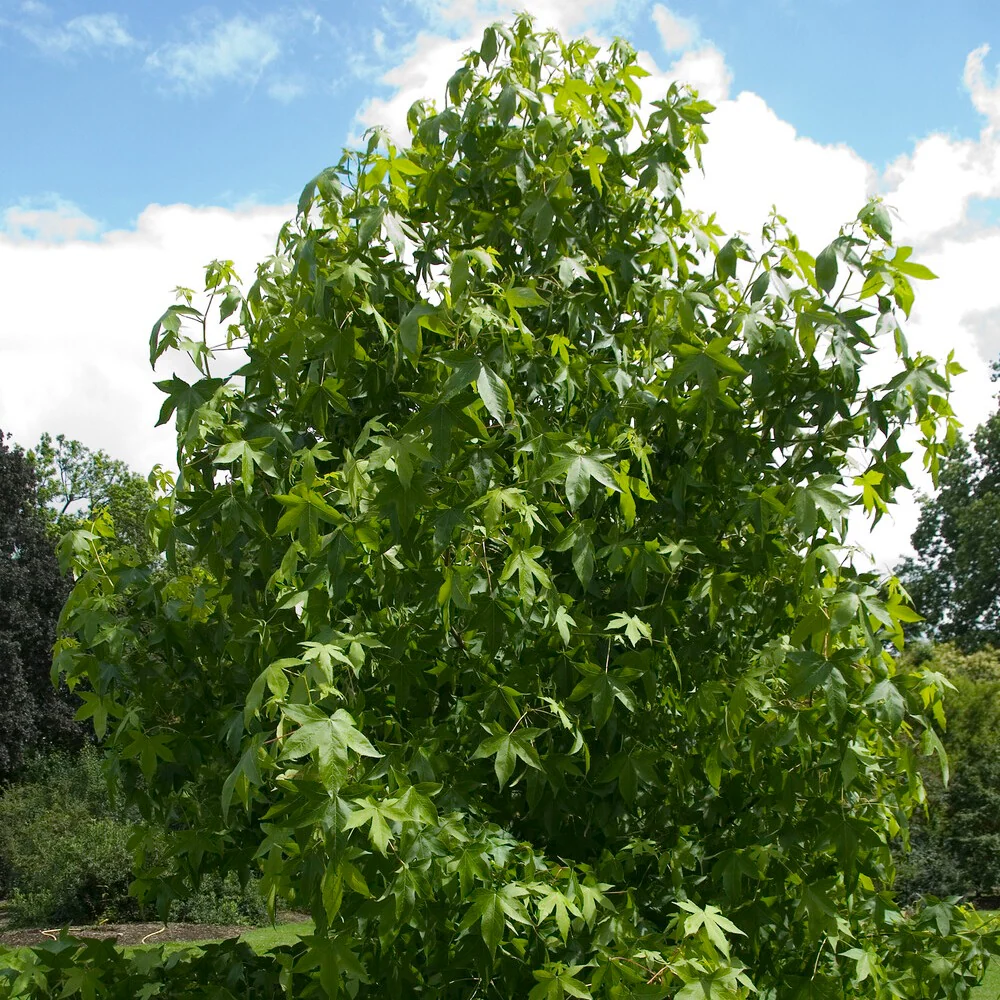 Amberbaum - Image 6