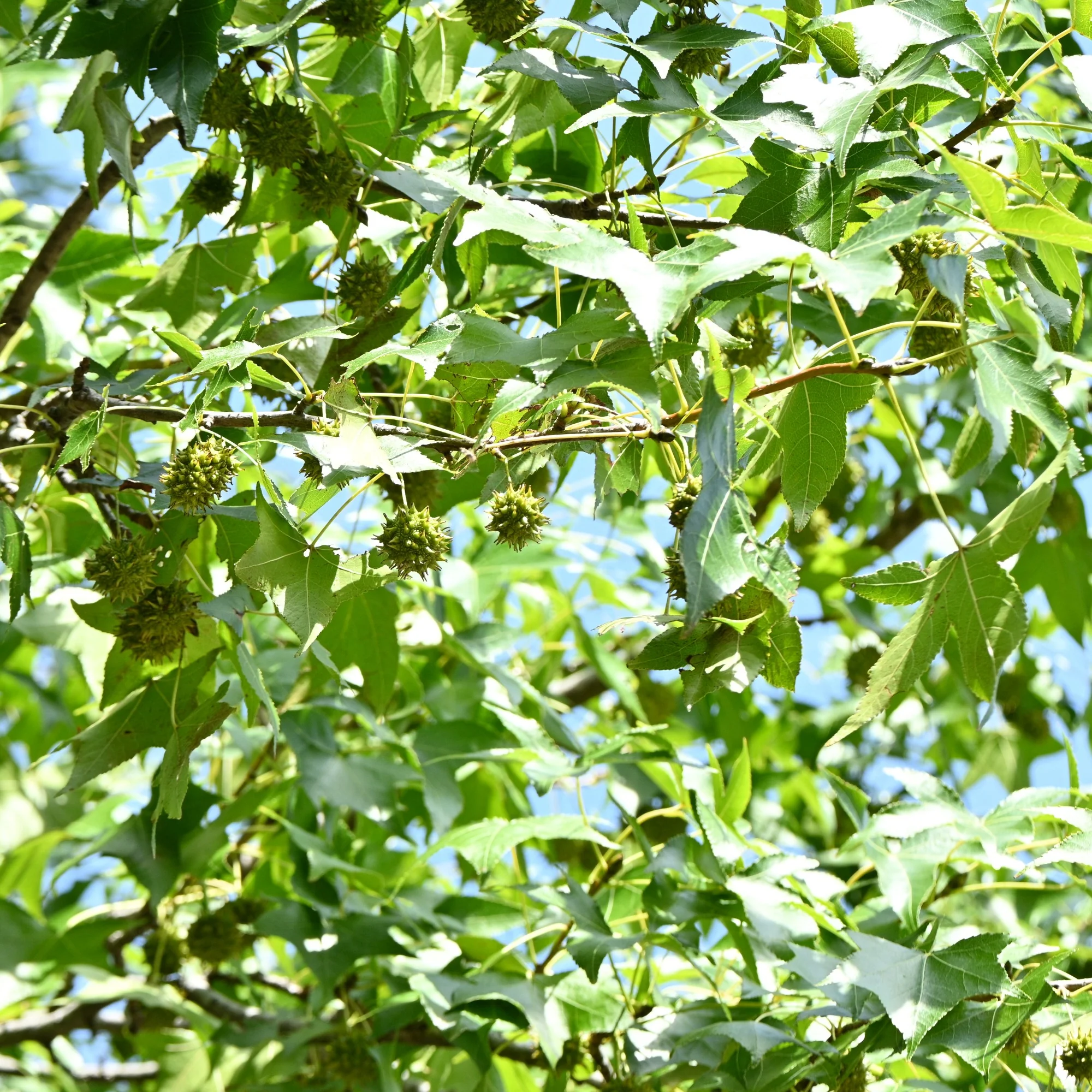 Amberbaum - Image 7