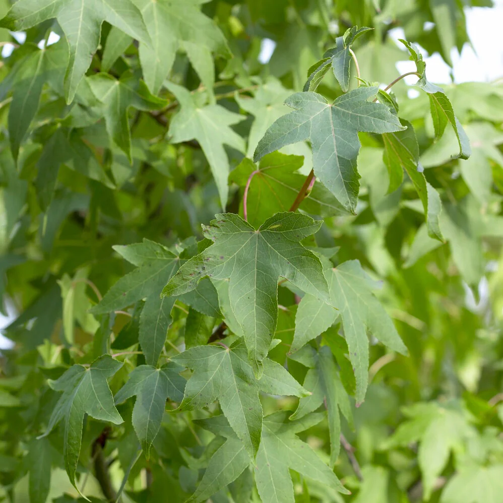 Amberbaum - Image 8