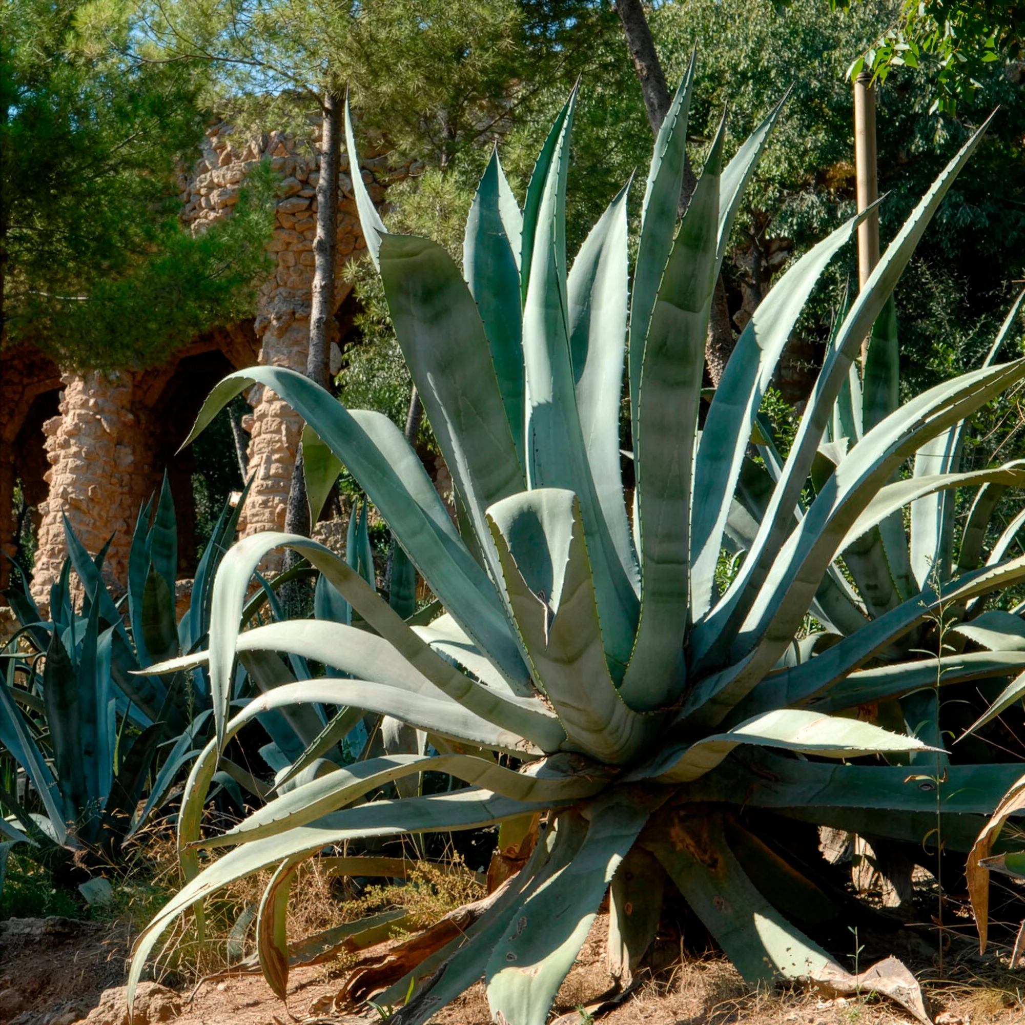 Amerikanische Agave - Image 3