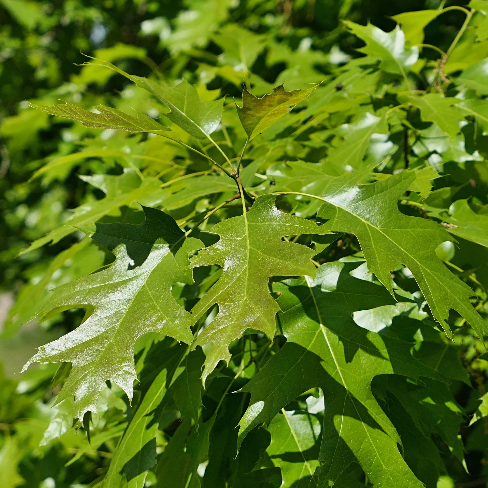 Amerikanische Roteiche - Image 3