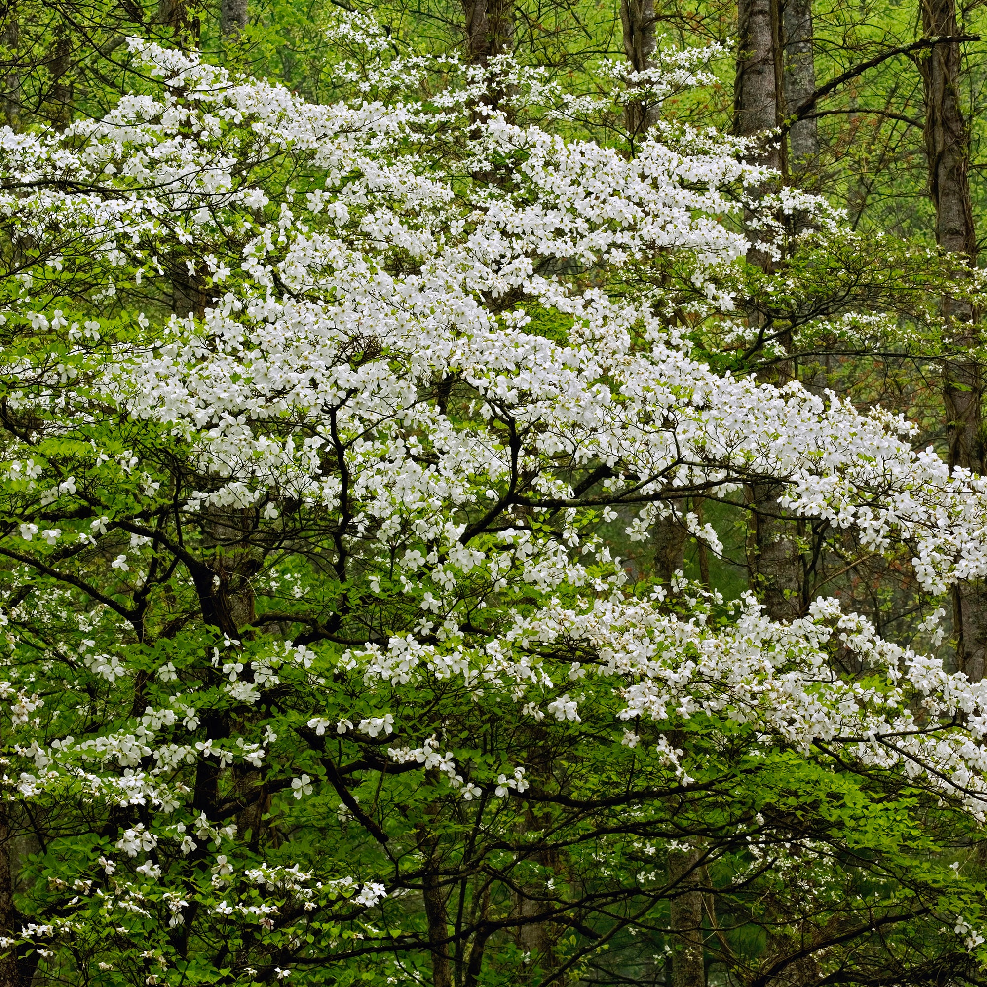 Amerikanischer Blumen-Hartriegel
