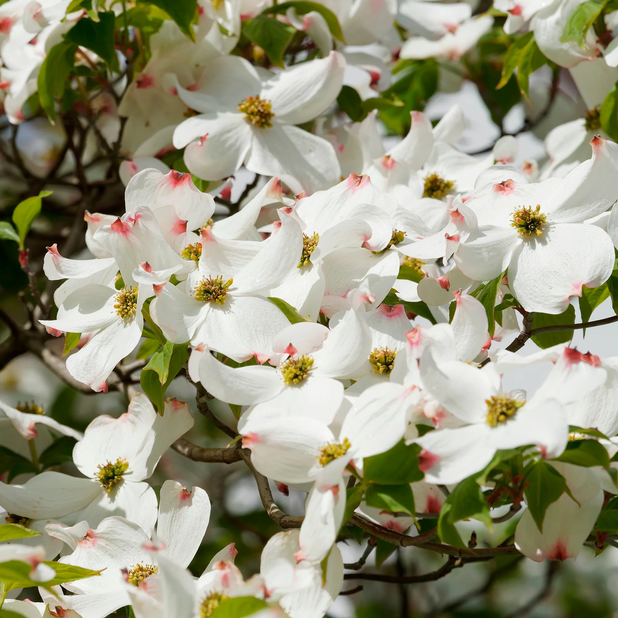 Amerikanischer Blumen-Hartriegel - Image 2
