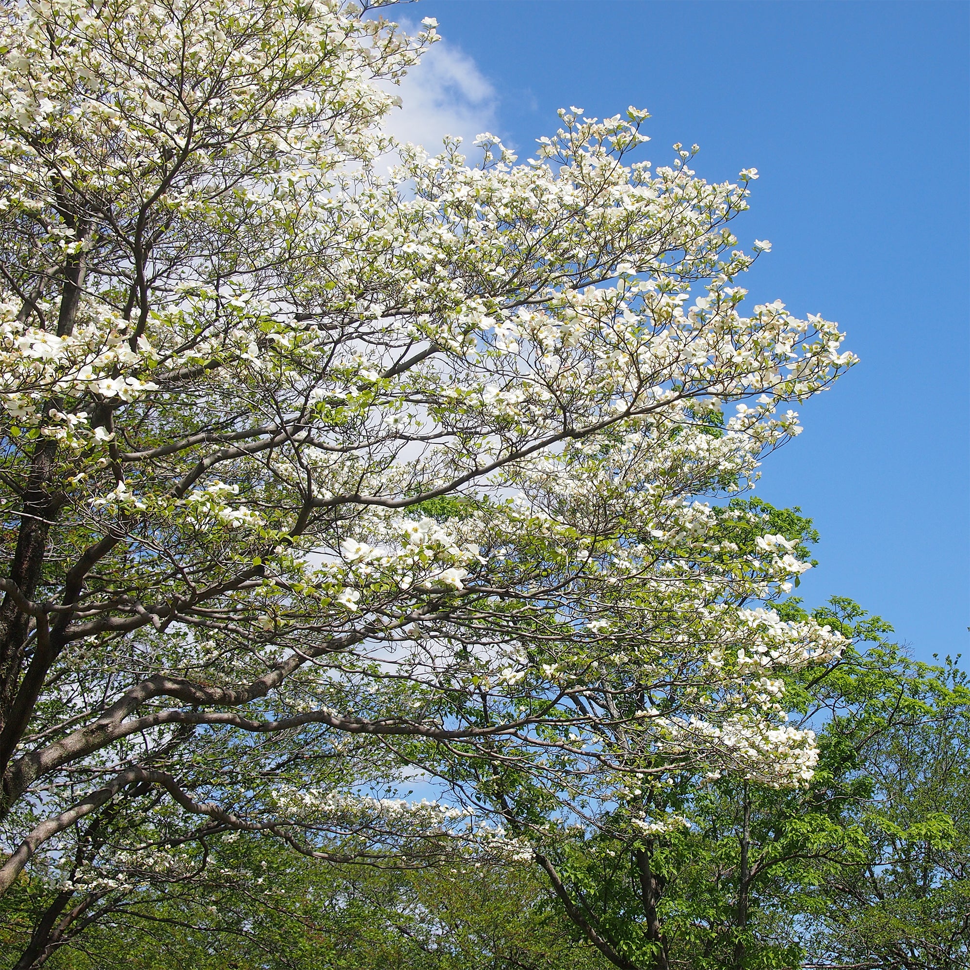 Amerikanischer Blumen-Hartriegel - Image 4