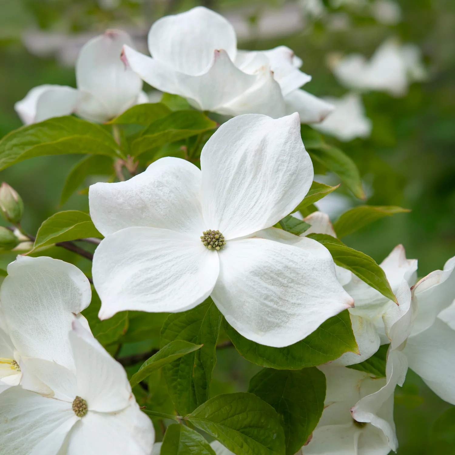 Amerikanischer Blumen-Hartriegel - Image 6