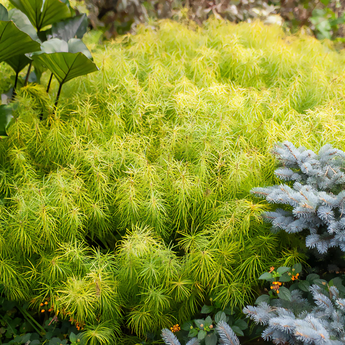 Amsonia hubrichtii - Image 3
