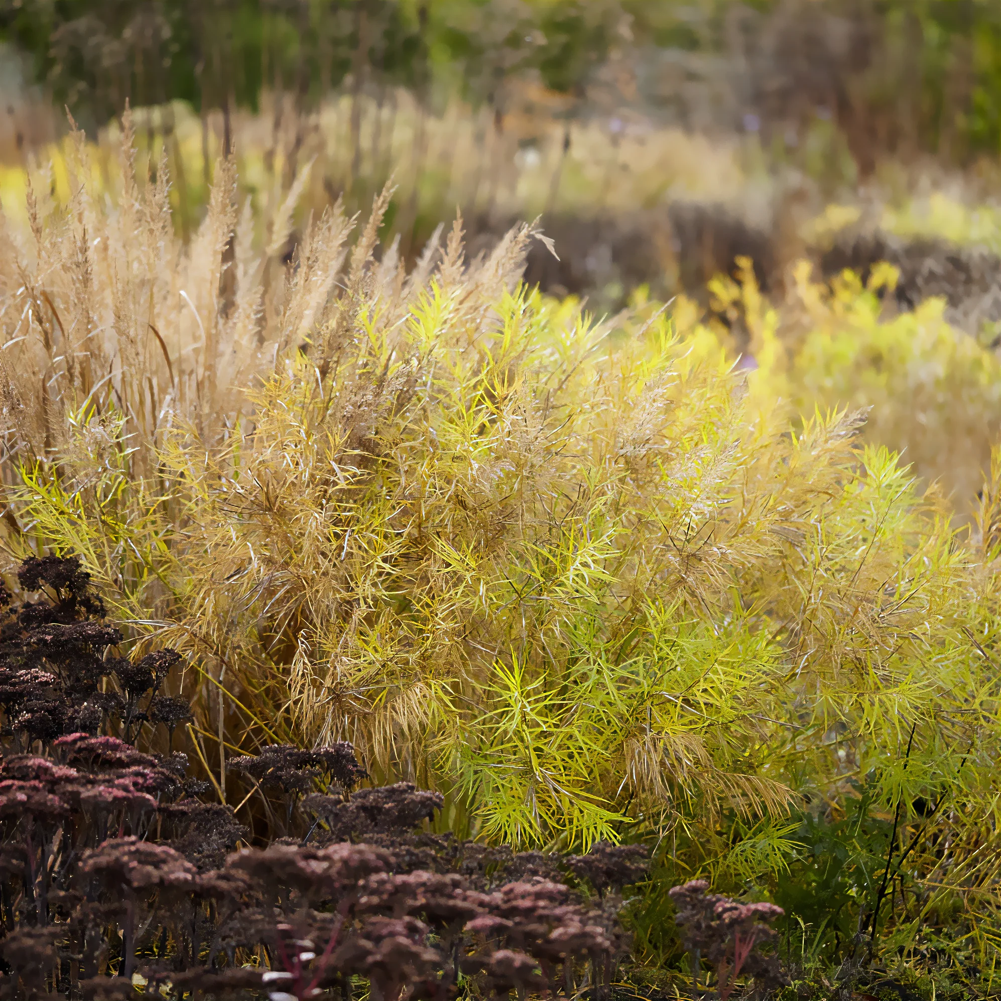 Amsonia hubrichtii - Image 4