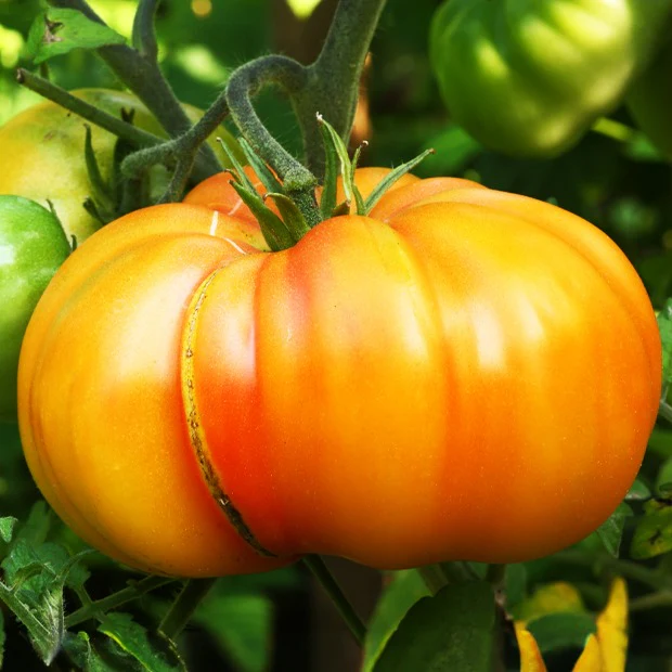 Ananas-Tomate
