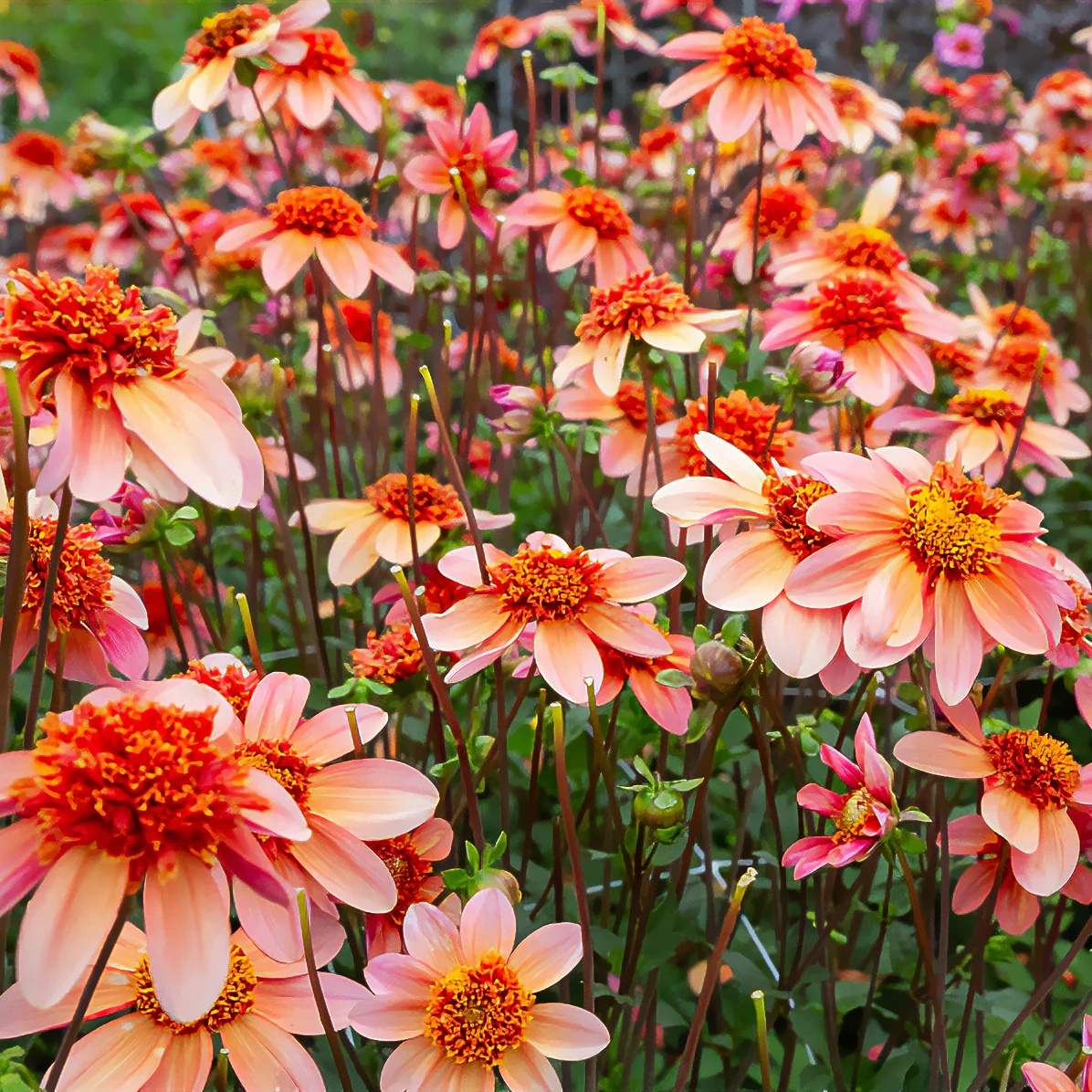 Anemonen-Dahlie ‘Totally Tangerine’ - Image 5