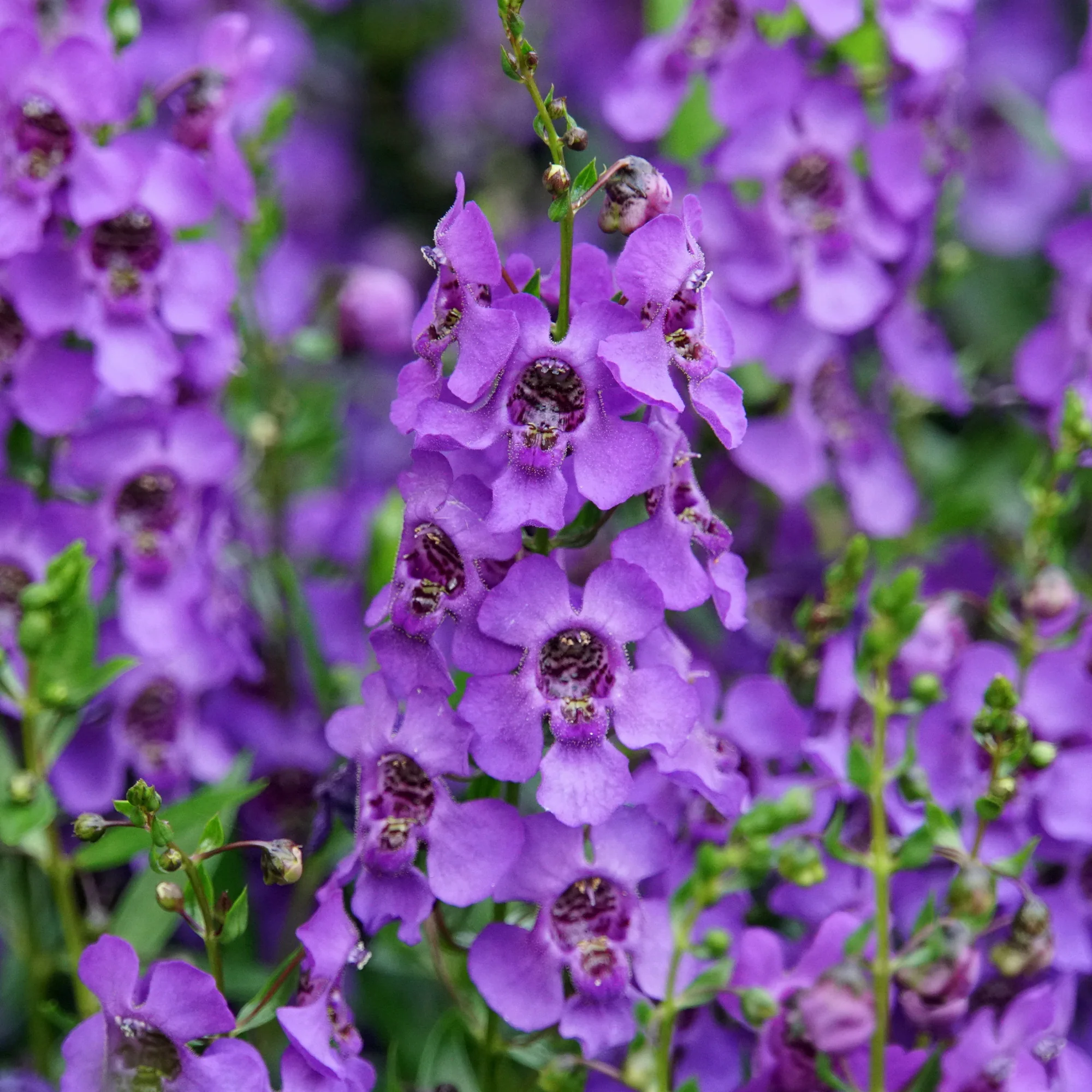 Angelonia