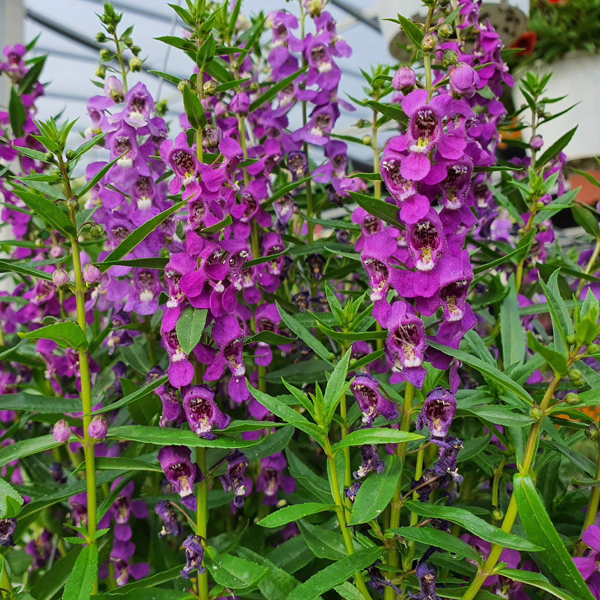Angelonia - Image 3
