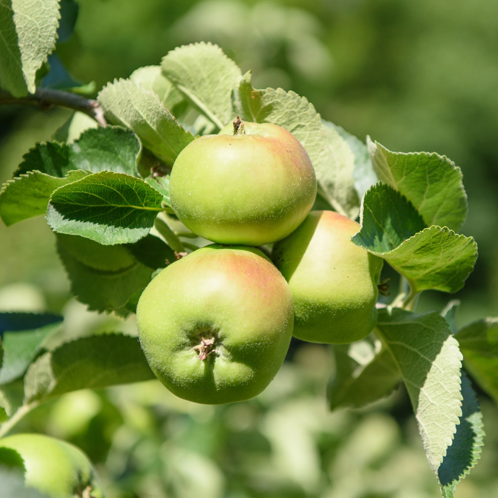 Apfel Bramleys Seedling - Image 2