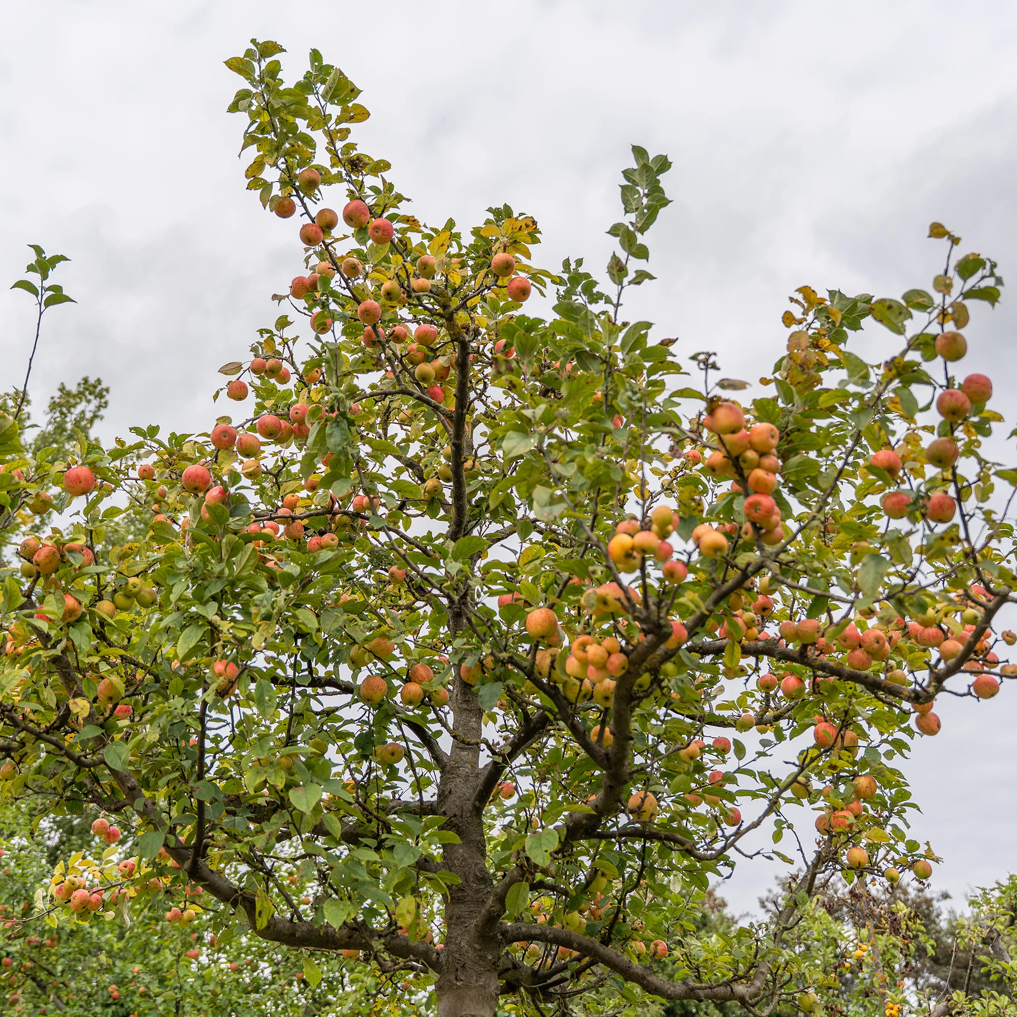 Apfel Gravensteiner - Image 2