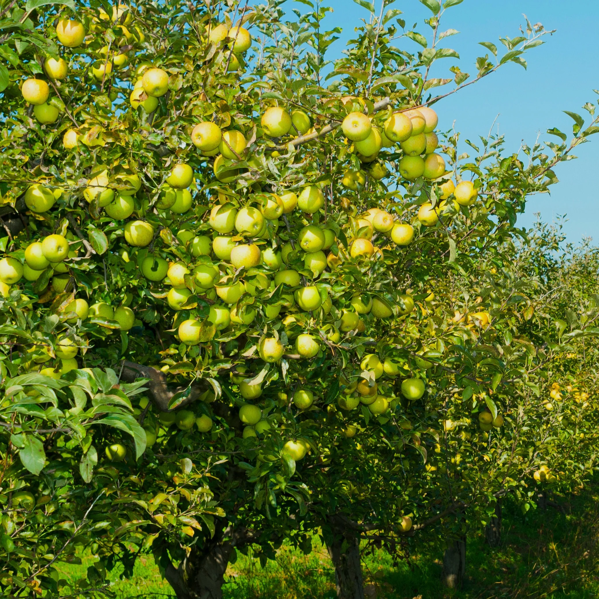 Apfelbaum ‘Golden Delicious’ - Image 3