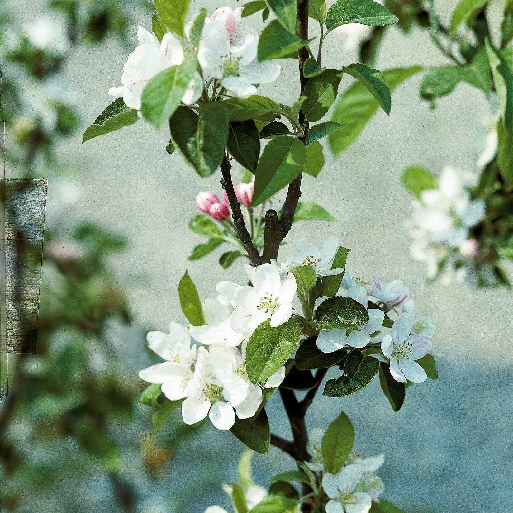 Apfelbaum ‘Golden Delicious’ - Image 4